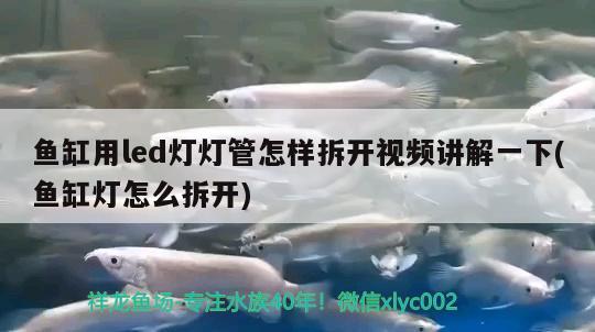 鱼缸用led灯灯管怎样拆开视频讲解一下(鱼缸灯怎么拆开) 豹纹夫鱼苗