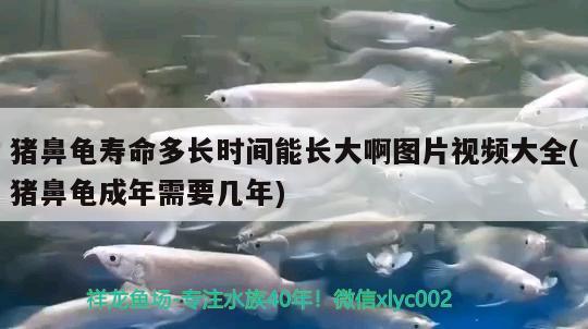 猪鼻龟寿命多长时间能长大啊图片视频大全(猪鼻龟成年需要几年) 猪鼻龟