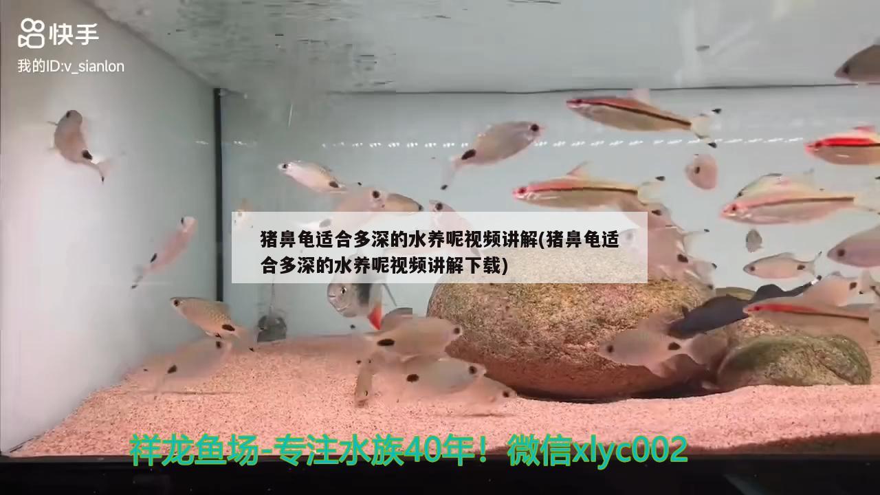 猪鼻龟适合多深的水养呢视频讲解(猪鼻龟适合多深的水养呢视频讲解下载) 猪鼻龟