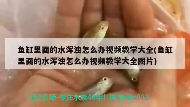 鱼缸里面的水浑浊怎么办视频教学大全(鱼缸里面的水浑浊怎么办视频教学大全图片)