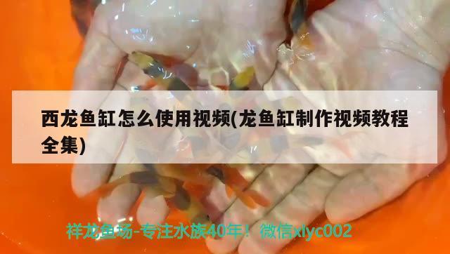 西龙鱼缸怎么使用视频(龙鱼缸制作视频教程全集) 帝王血钻鱼