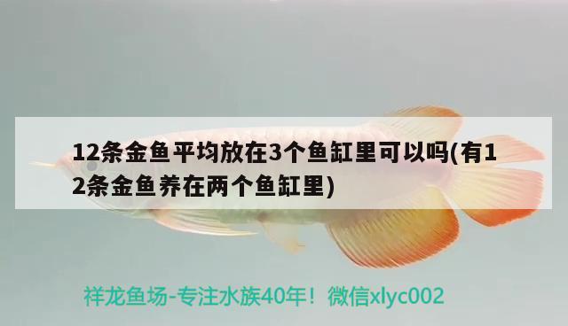 12条金鱼平均放在3个鱼缸里可以吗(有12条金鱼养在两个鱼缸里) 水族杂谈