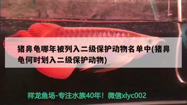 猪鼻龟哪年被列入二级保护动物名单中(猪鼻龟何时划入二级保护动物) 猪鼻龟