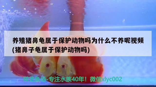 养殖猪鼻龟属于保护动物吗为什么不养呢视频(猪鼻子龟属于保护动物吗) 猪鼻龟