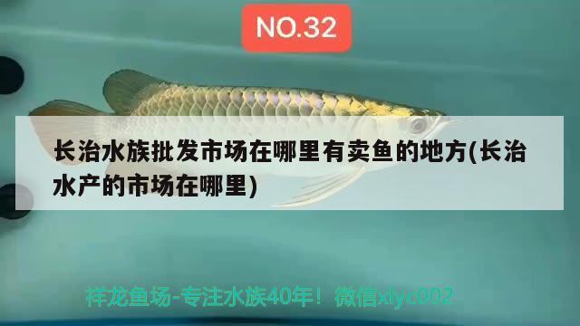 长治水族批发市场在哪里有卖鱼的地方(长治水产的市场在哪里)