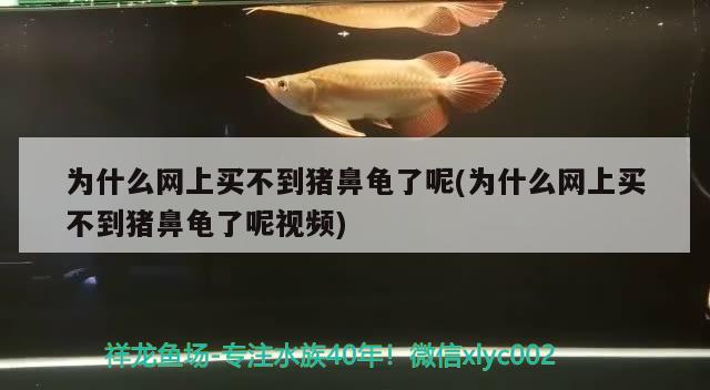 为什么网上买不到猪鼻龟了呢(为什么网上买不到猪鼻龟了呢视频) 猪鼻龟