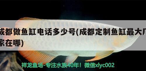 成都做鱼缸电话多少号(成都定制鱼缸最大厂家在哪) 龙鱼疾病与治疗