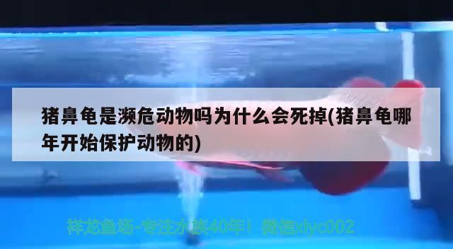 猪鼻龟是濒危动物吗为什么会死掉(猪鼻龟哪年开始保护动物的) 猪鼻龟