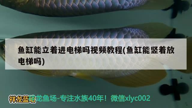 鱼缸能立着进电梯吗视频教程(鱼缸能竖着放电梯吗) 黑影道人鱼