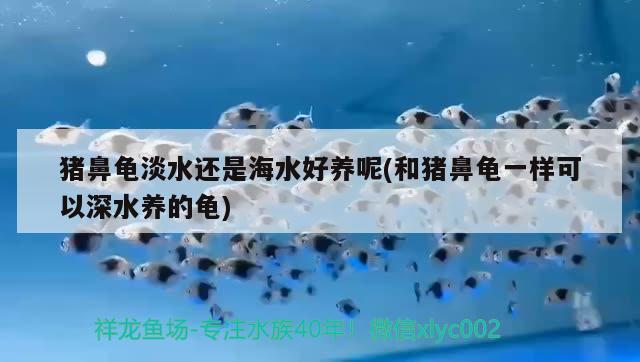 猪鼻龟淡水还是海水好养呢(和猪鼻龟一样可以深水养的龟)