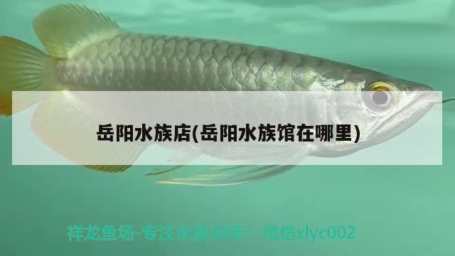 岳阳水族店(岳阳水族馆在哪里) 朱巴利鱼苗 第2张