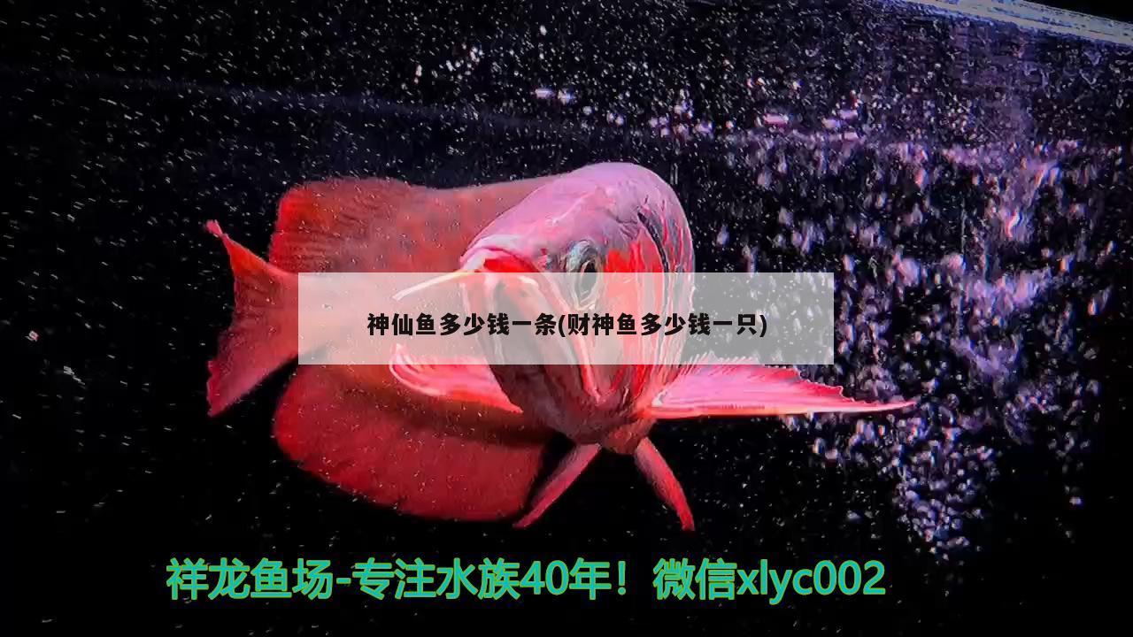 神仙鱼多少钱一条(财神鱼多少钱一只) 广州观赏鱼批发市场