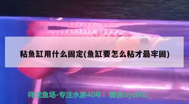 粘鱼缸用什么固定(鱼缸要怎么粘才最牢固) 一眉道人鱼苗