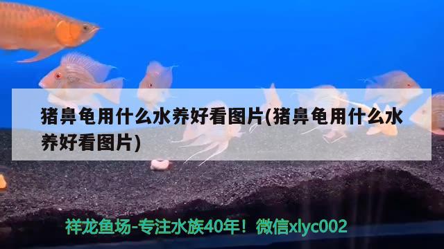 猪鼻龟用什么水养好看图片(猪鼻龟用什么水养好看图片)