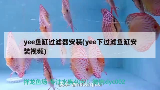 yee鱼缸过滤器安装(yee下过滤鱼缸安装视频) yee