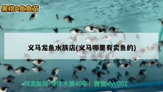 义马龙鱼水族店(义马哪里有卖鱼的)