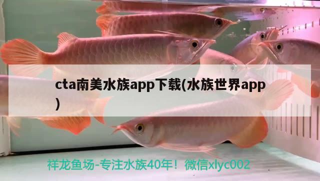 cta南美水族app下载(水族世界app) 三色锦鲤鱼