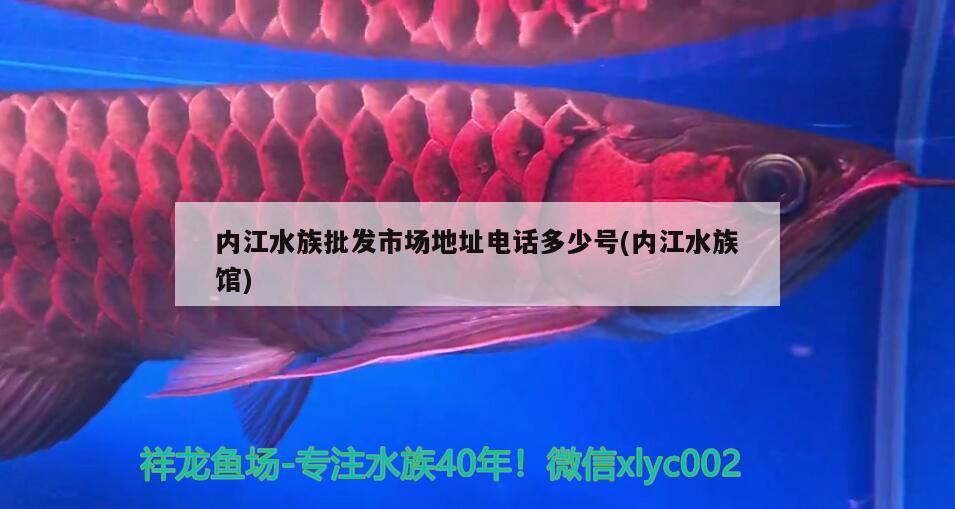 内江水族批发市场地址电话多少号(内江水族馆) 观赏鱼水族批发市场