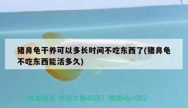 猪鼻龟干养可以多长时间不吃东西了(猪鼻龟不吃东西能活多久) 猪鼻龟