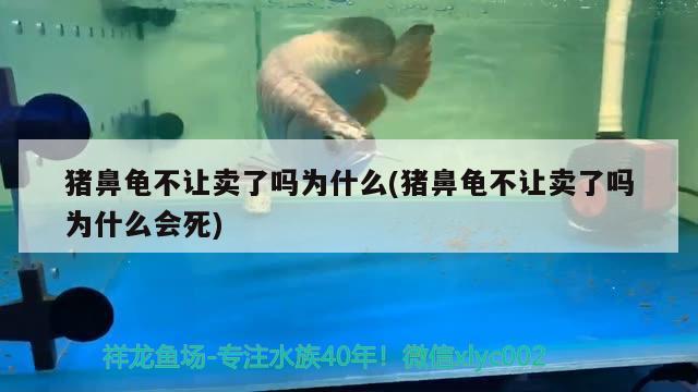 猪鼻龟不让卖了吗为什么(猪鼻龟不让卖了吗为什么会死) 猪鼻龟