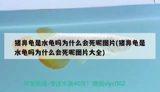 猪鼻龟是水龟吗为什么会死呢图片(猪鼻龟是水龟吗为什么会死呢图片大全) 猪鼻龟