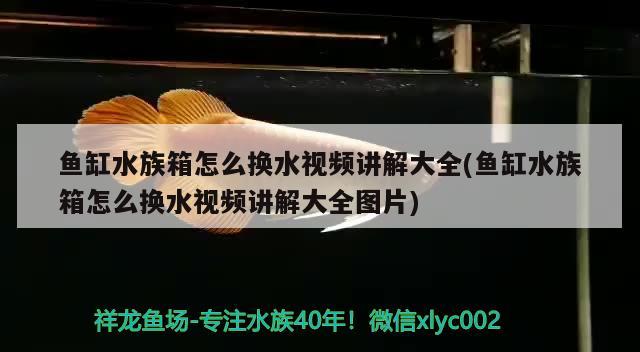 鱼缸水族箱怎么换水视频讲解大全(鱼缸水族箱怎么换水视频讲解大全图片)