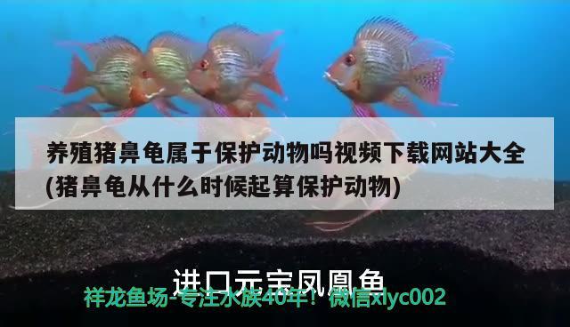 养殖猪鼻龟属于保护动物吗视频下载网站大全(猪鼻龟从什么时候起算保护动物) 猪鼻龟