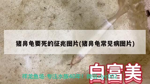 猪鼻龟要死的征兆图片(猪鼻龟常见病图片) 猪鼻龟