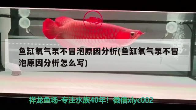 鱼缸氧气泵不冒泡原因分析(鱼缸氧气泵不冒泡原因分析怎么写) 鱼缸/水族箱