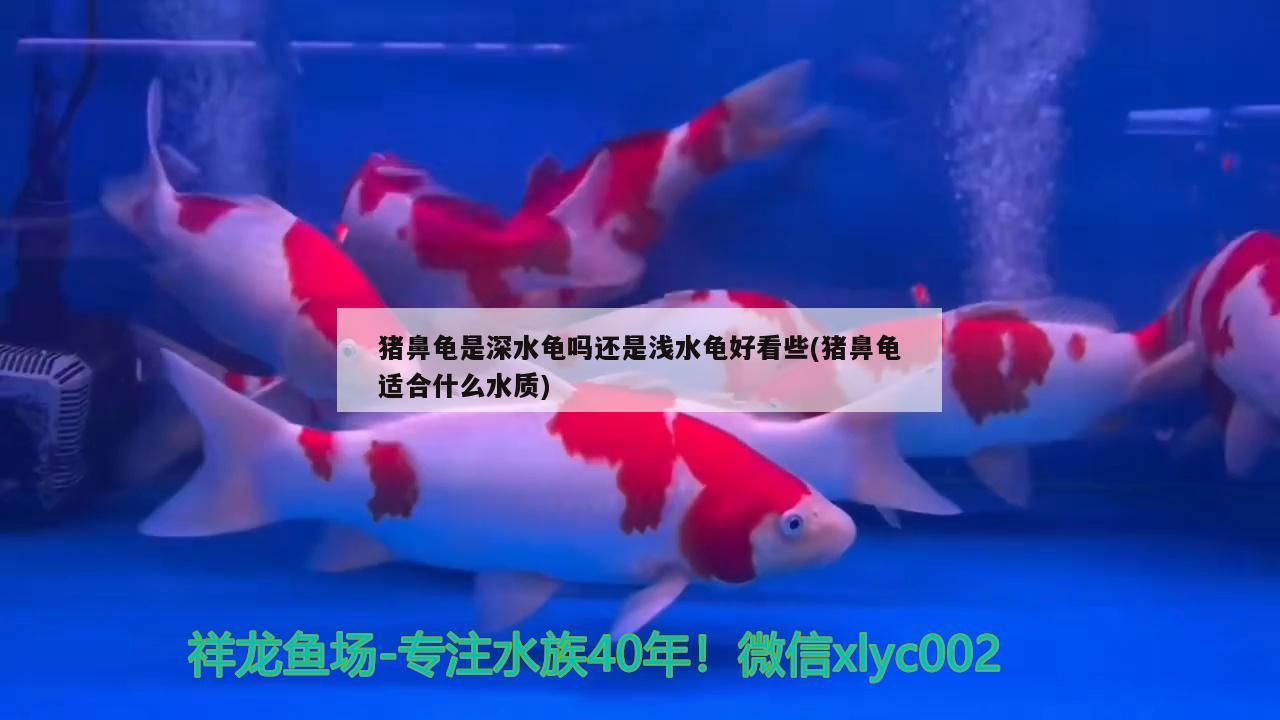 猪鼻龟是深水龟吗还是浅水龟好看些(猪鼻龟适合什么水质)