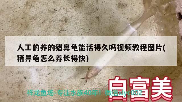 人工的养的猪鼻龟能活得久吗视频教程图片(猪鼻龟怎么养长得快) 猪鼻龟