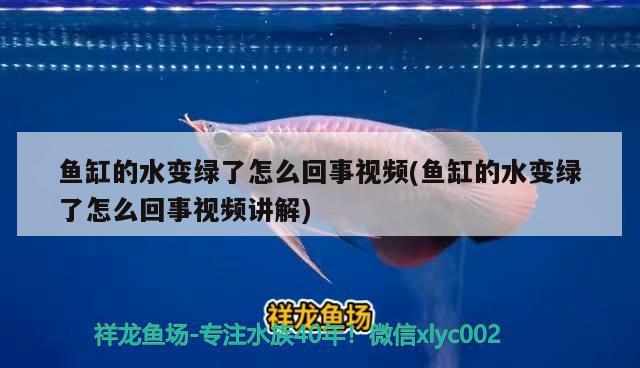 鱼缸的水变绿了怎么回事视频(鱼缸的水变绿了怎么回事视频讲解)