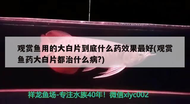 观赏鱼用的大白片到底什么药效果最好(观赏鱼药大白片都治什么病？) 恐龙王鱼