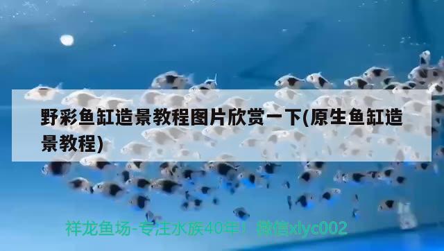 野彩鱼缸造景教程图片欣赏一下(原生鱼缸造景教程) 野彩鱼 第2张