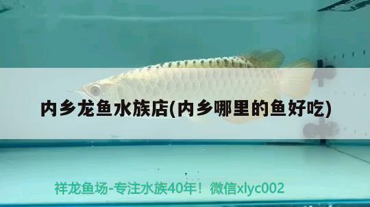 内乡龙鱼水族店(内乡哪里的鱼好吃) 蓝底过背金龙鱼