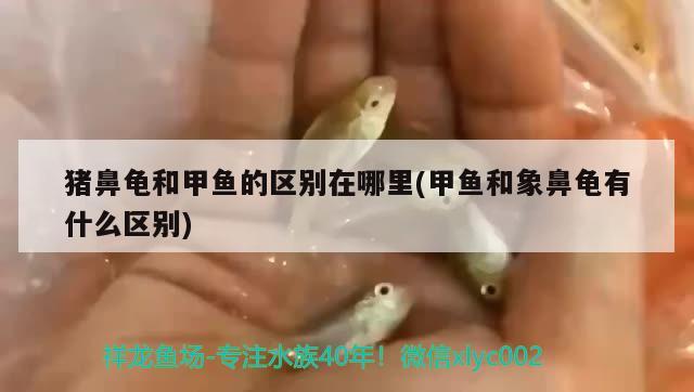 猪鼻龟和甲鱼的区别在哪里(甲鱼和象鼻龟有什么区别)