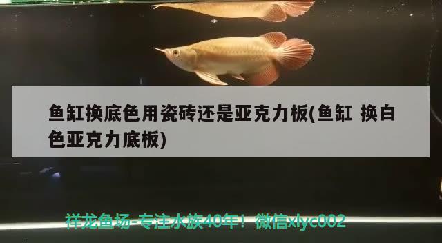 鱼缸换底色用瓷砖还是亚克力板(鱼缸换白色亚克力底板)