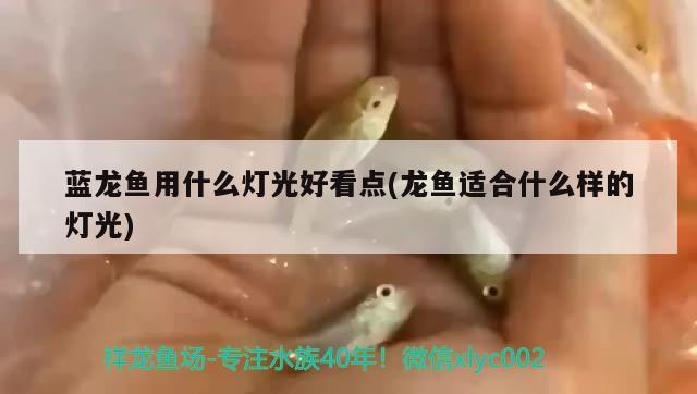 蓝龙鱼用什么灯光好看点(龙鱼适合什么样的灯光)