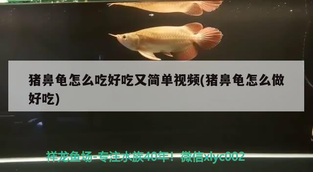 猪鼻龟怎么吃好吃又简单视频(猪鼻龟怎么做好吃) 猪鼻龟百科