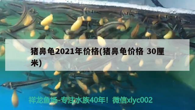 猪鼻龟2021年价格(猪鼻龟价格30厘米)