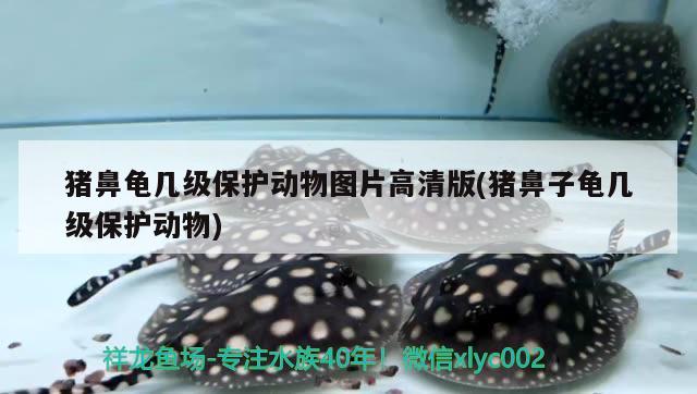猪鼻龟几级保护动物图片高清版(猪鼻子龟几级保护动物)