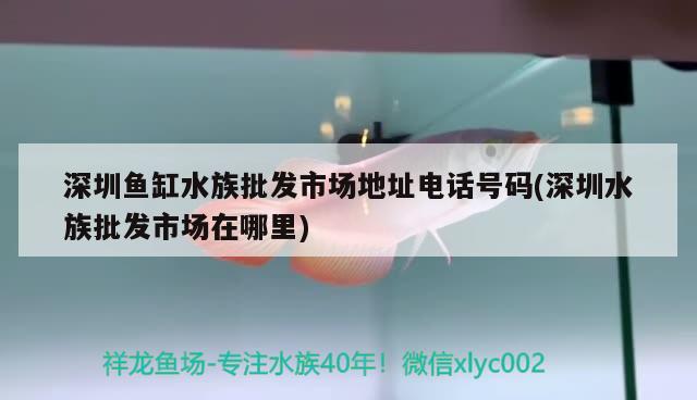 深圳鱼缸水族批发市场地址电话号码(深圳水族批发市场在哪里) 观赏鱼水族批发市场