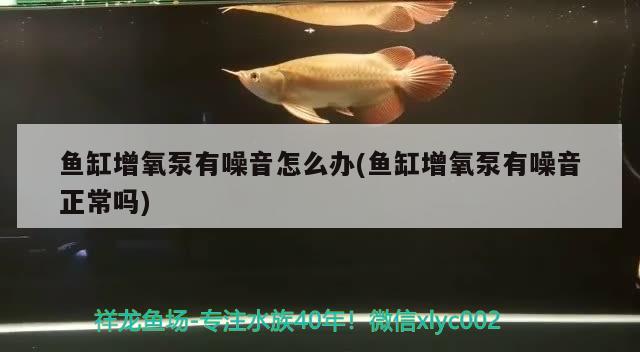 鱼缸增氧泵有噪音怎么办(鱼缸增氧泵有噪音正常吗)