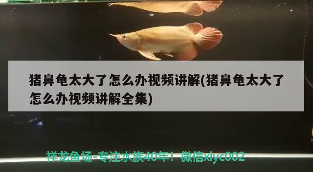 猪鼻龟太大了怎么办视频讲解(猪鼻龟太大了怎么办视频讲解全集) 猪鼻龟