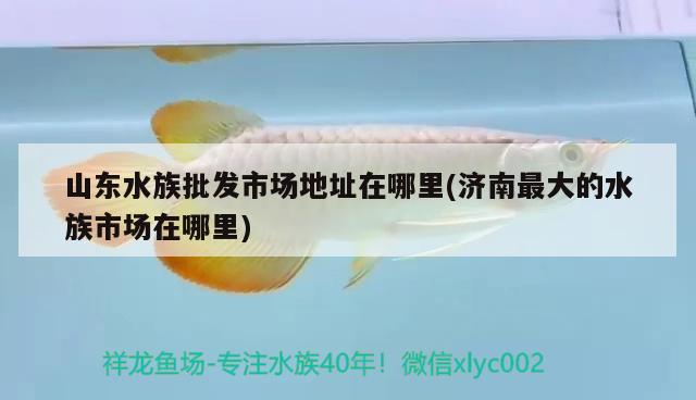 山东水族批发市场地址在哪里(济南最大的水族市场在哪里) 观赏鱼水族批发市场