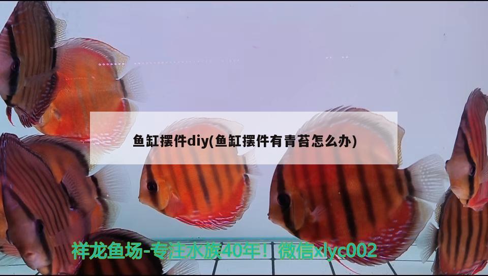 鱼缸摆件diy(鱼缸摆件有青苔怎么办) 图腾金龙鱼