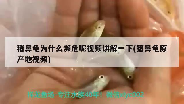 猪鼻龟为什么濒危呢视频讲解一下(猪鼻龟原产地视频)