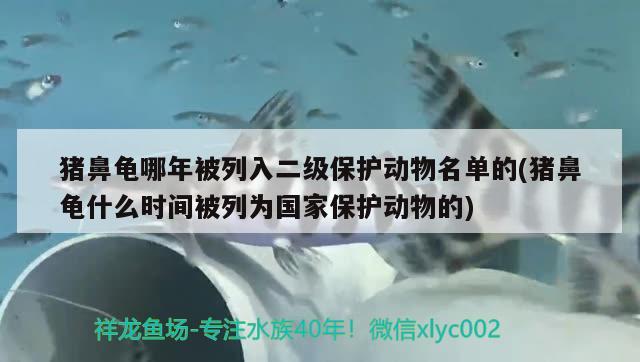 猪鼻龟哪年被列入二级保护动物名单的(猪鼻龟什么时间被列为国家保护动物的) 猪鼻龟