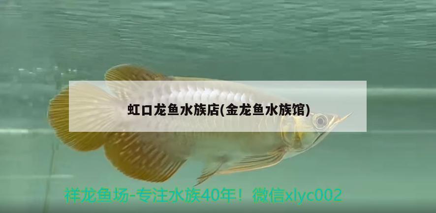 虹口龙鱼水族店(金龙鱼水族馆) 粗线银版鱼苗