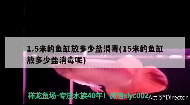 1.5米的鱼缸放多少盐消毒(15米的鱼缸放多少盐消毒呢) 狗头鱼